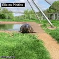 Un frisbee se incrustó en el cuello de esta foca, pero una buena acción salvó su vida..