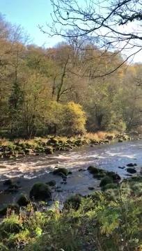 Otters at Bolton Abbey