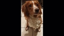 Cute Dogs generic video