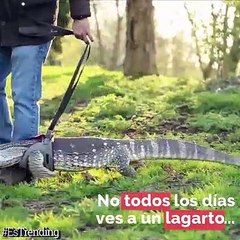 ¿Tendrías un lagarto gigante como mascota? Él es Thor... ¡Y te lo podrías encontrar en el parque!