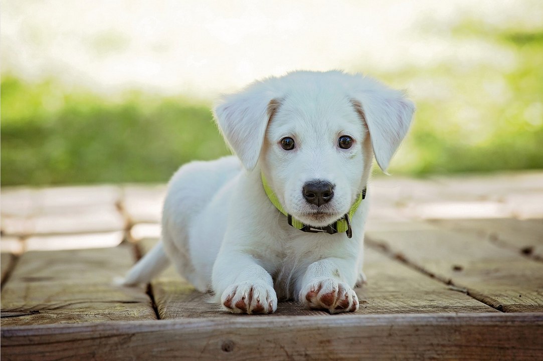 Keeping Your Dog Safe From Poisons