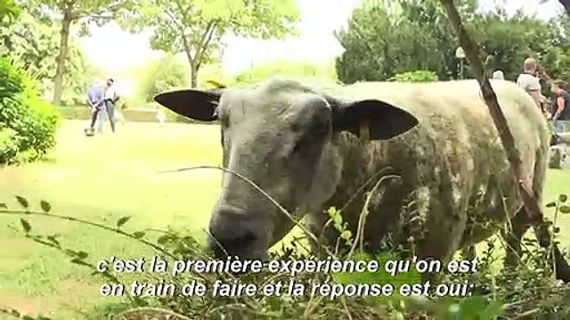 Des brebis en transhumance à Paris