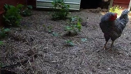 Rattle of a Dead Rattlesnake