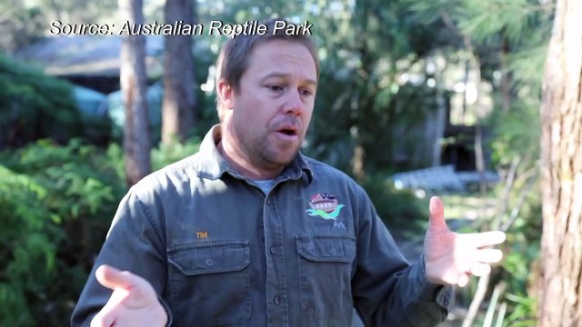 Des crapauds toxiques trouvés près de Sydney font craindre une propagation vers le sud