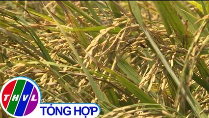 THVL | Người dân Đồng Tháp không sản xuất lúa vụ 3  để xả lũ đón phù sa