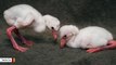 Two Adorable Flamingo Chicks Hatch At Toledo Zoo