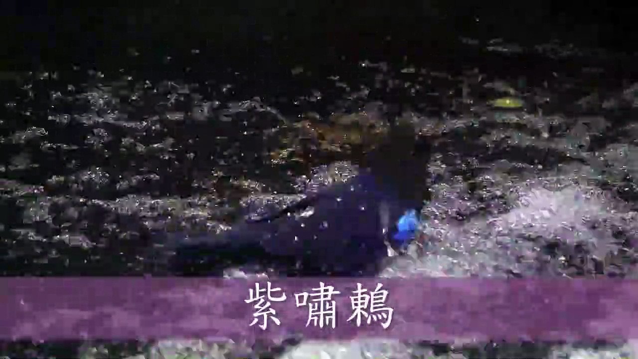 紫嘯鶇洗澡