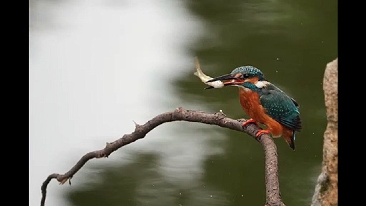 翠鳥吞魚秀