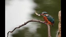 翠鳥吞魚秀