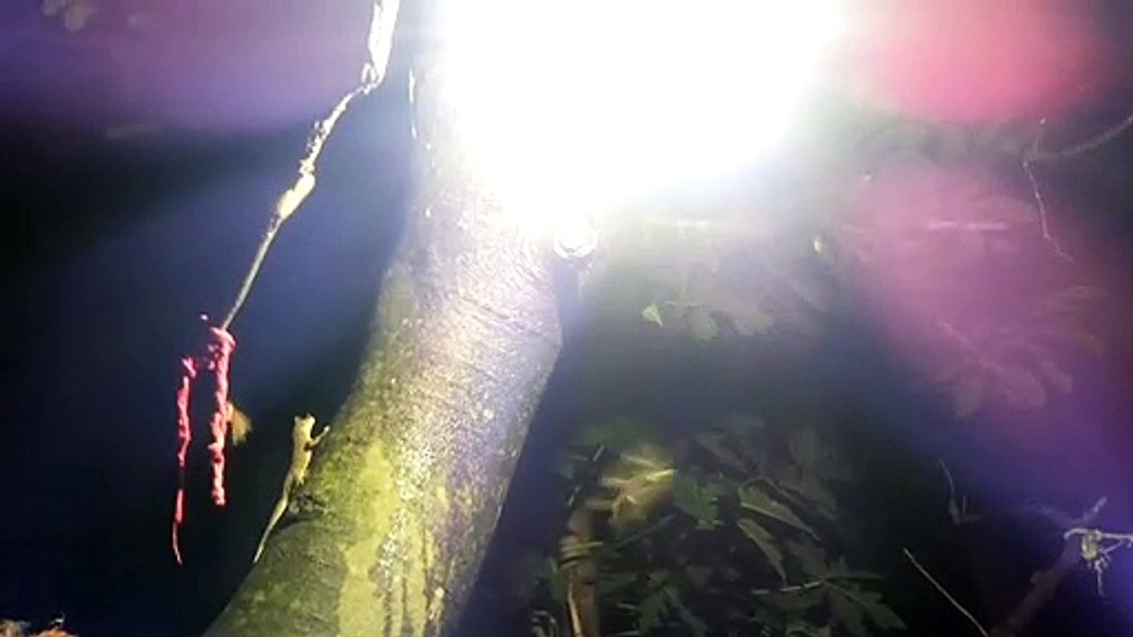 A lizard catching insect in raining night.