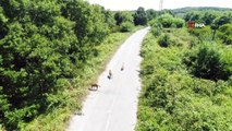 İstanbul'da binlerce başıboş köpeğin adeta istila ettiği köy havadan görüntülendi