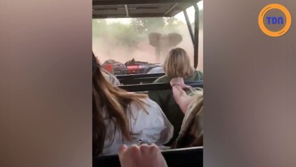 Un éléphant en colère s'attaque à une voiture de touristes !