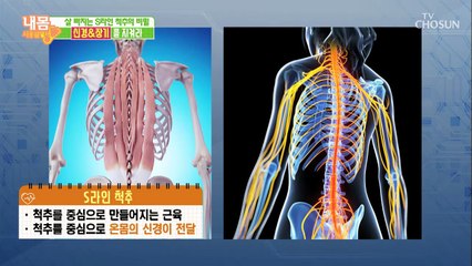 「척추와 지방」 바르게 선 척추 = 몸속 난로 역할