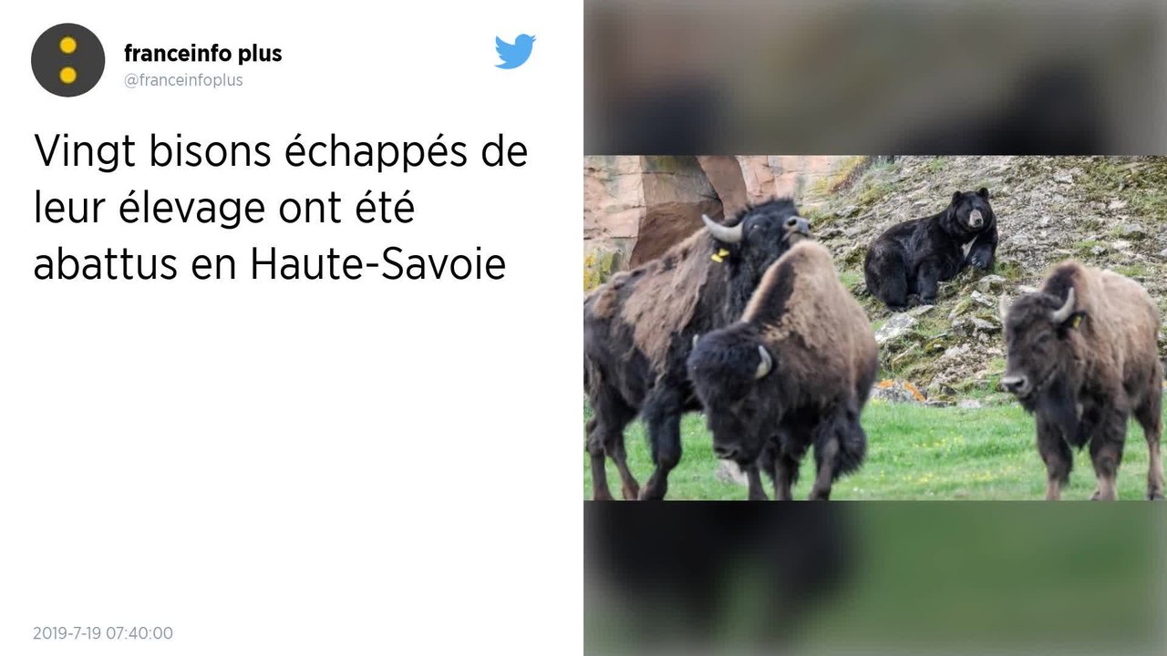 Haute-Savoie : Vingt bisons divaguant près de Megève vont être abattus