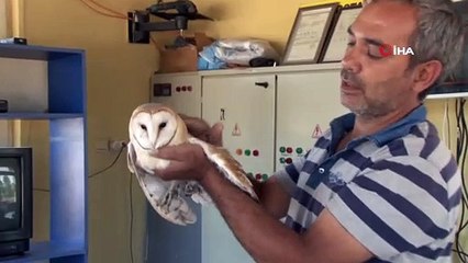 Yaralı peçeli baykuş kum ocağına sığındı