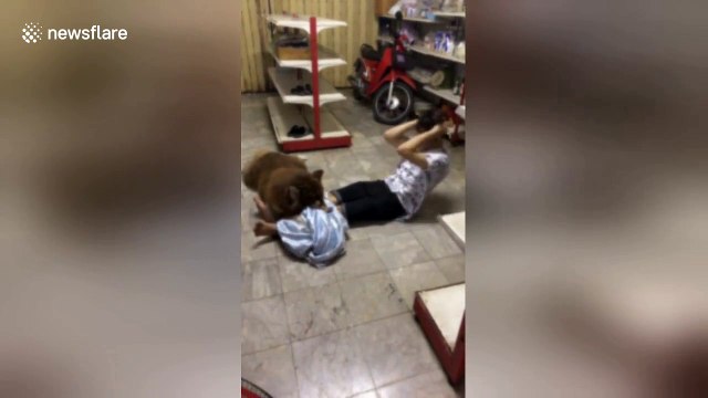 What a great personal trainer! Husky helps owner do sit-ups