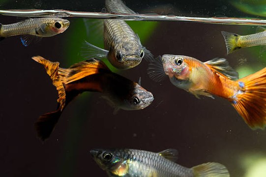 Comment vivent Corydoras et Guppys dans la nature ?