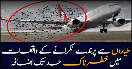 Birds at airports pose danger to human life