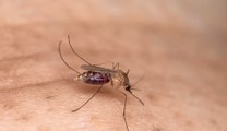 On sait pourquoi les moustiques piquent certaines personnes plutôt que d'autres