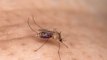 On sait pourquoi les moustiques piquent certaines personnes plutôt que d'autres