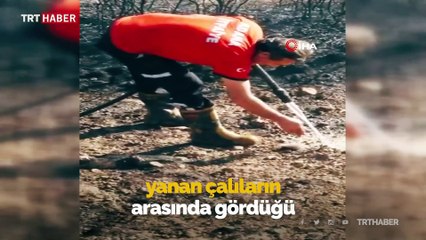 Yangında mahsur kalan kirpiyi itfaiye eri kurtardı