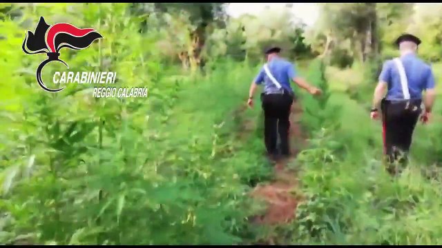 Cittanova (RC) - Vasta piantagione di marijuana sequestrata sull'Aspromonte (19.07.19) [720p]
