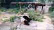 Des touristes ont jeté des pierres à ce panda pour le... réveiller