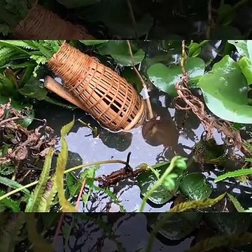 Primitive technology with survival skills of eel traps