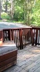 Cet ours entre dans la maison par la fenêtre !