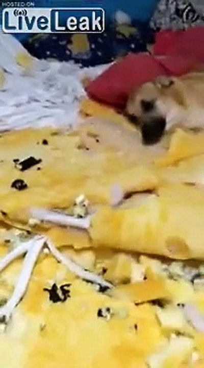 Son chien a dépouillé entièrement sa chambre et son matelas !