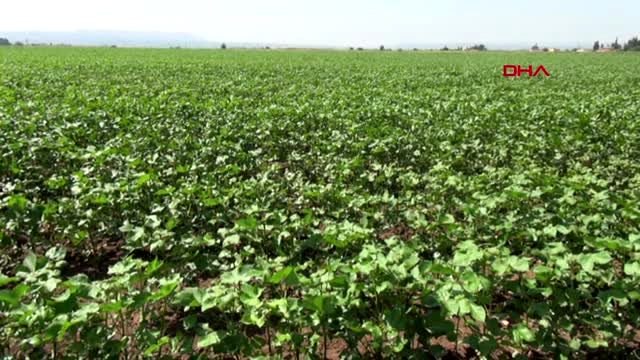 HATAY AMİK OVASI'NDAKİ PAMUKTA 'ZENK' HASTALIĞI ORTAYA ÇIKTI