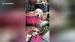 'Hot dog fountain!' Three golden retrievers cool off using buckets and a hose