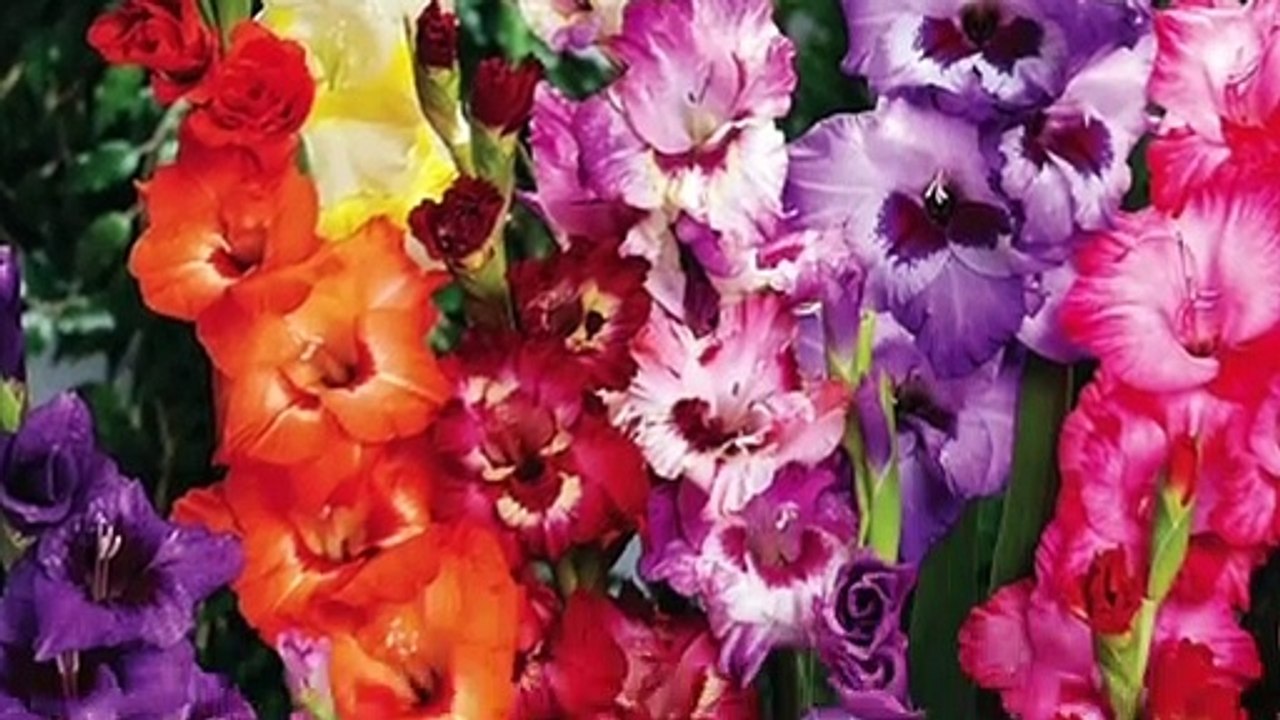 How to Grow and Care for GLADIOLUS Flowers - Gardening at Home