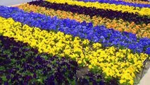 How to Grow and Care for PANSIES - Gardening Flowers at Home