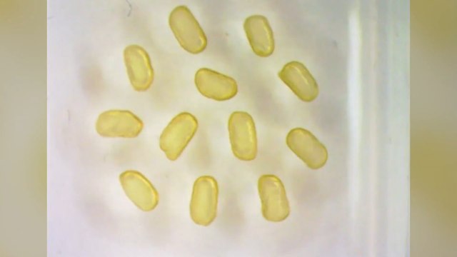 Científicos desarrollan imanes líquidos con gotas magnéticas