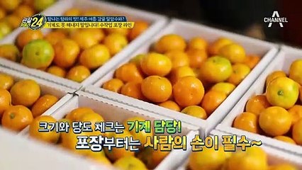 여름에도 달콤하게♥ 기계가 인정한 여름 감귤 당도 수치!