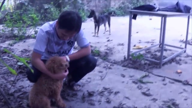 Rescue an Dog That Will Melt Your Heart, Puppy Rescued Screaming From Pain