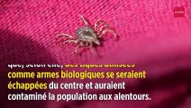 Pourquoi la maladie de Lyme n'est pas une « expérimentation secrète du Pentagone »
