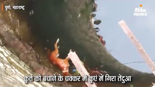 कुत्ते को बचाने के चक्कर में कुएं में गिरा तेंदुआ, कई घंटे आफत में फंसी रही जान