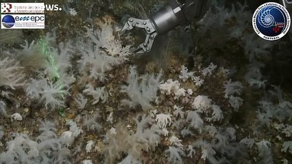 Молодые кораллы в «зоне надежды»