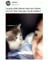 La vidéo la plus mignonne de la journée ! Quand un chaton empêche son maître de pleurer !