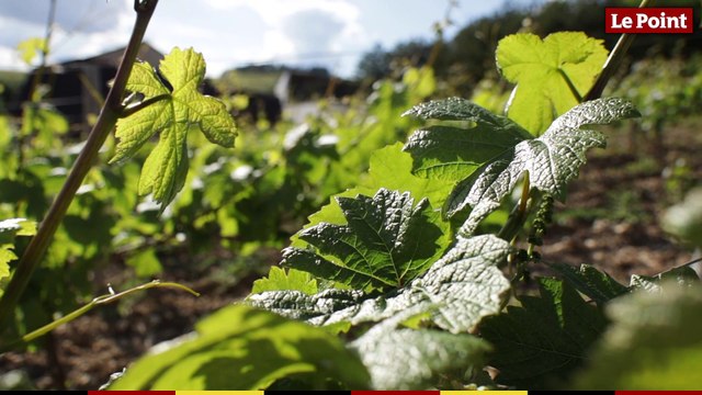LES TUTOS VINS - Déguster un vin : quelles sont les étapes à respecter ?