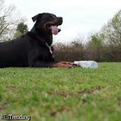 Descargar video: Maggie, la perrita que recicla y te hará tomar consciencia ambiental...