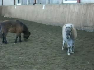 SHERAZADE & LOUXOR - PONEYS MINIATURES AMERICAINS