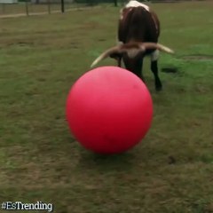 La historia de Tex, el toro, y su juguete te hará reír o llorar de ternura