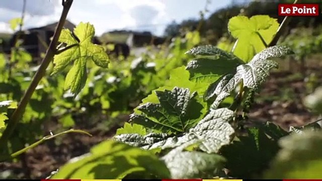 LES TUTOS VINS - Comment bien conserver une bouteille de vin entamée ?