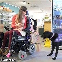 Ethan no es un labrador cualquiera: es un perro de asistencia... ¡Y también paga las compras!