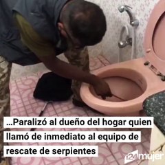 Hombre encuentra una cobra en su inodoro y es la pesadilla más grande que podríamos imaginar