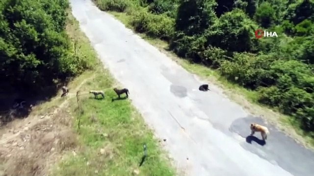 Binlerce başıboş köpeğin adeta istila ettiği köy havadan görüntülendi