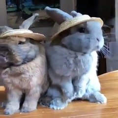 Vraiment trop cute et adorable ces lapinous ! Regardez !